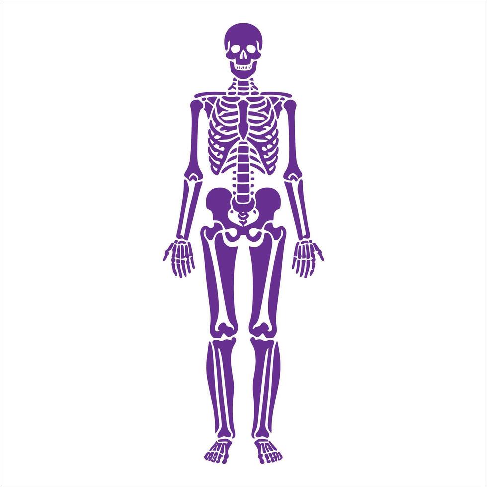 A human skeleton in purple on a white background vector