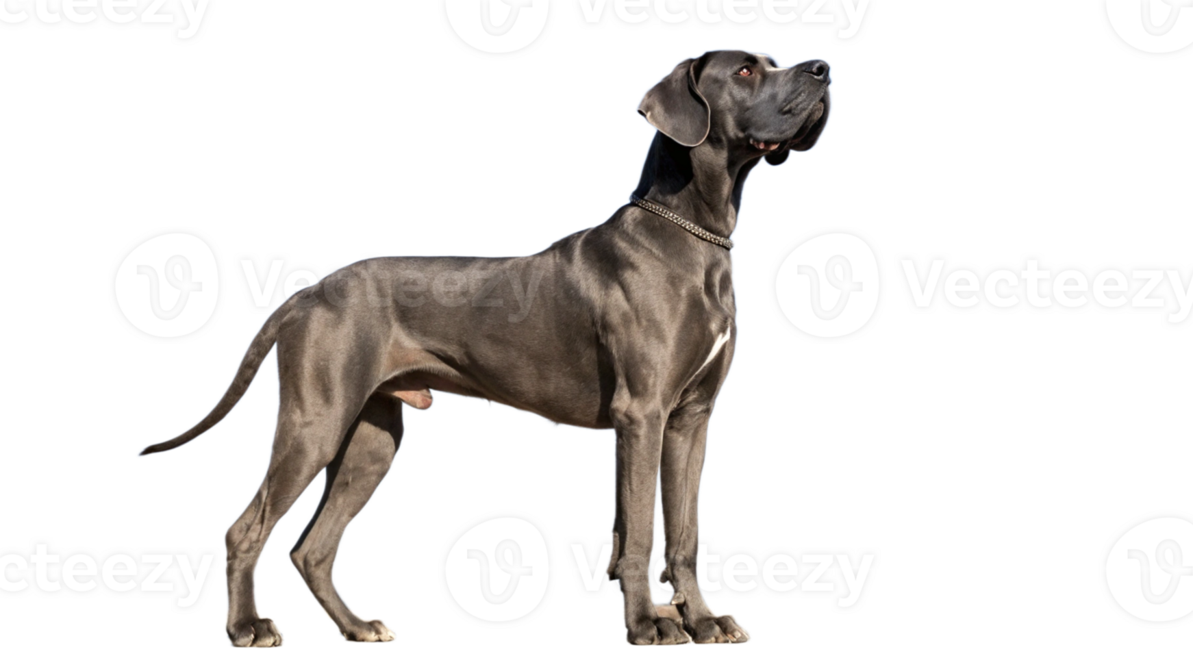 A great dane standing tall with a transparent background, showcasing its size png