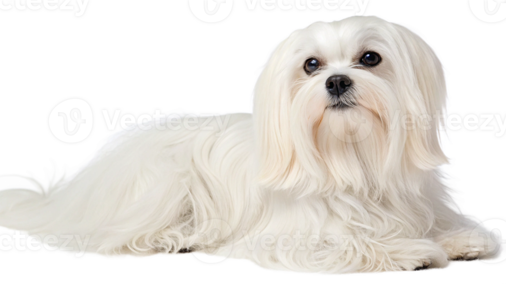 A maltese dog with long, silky fur, sitting png