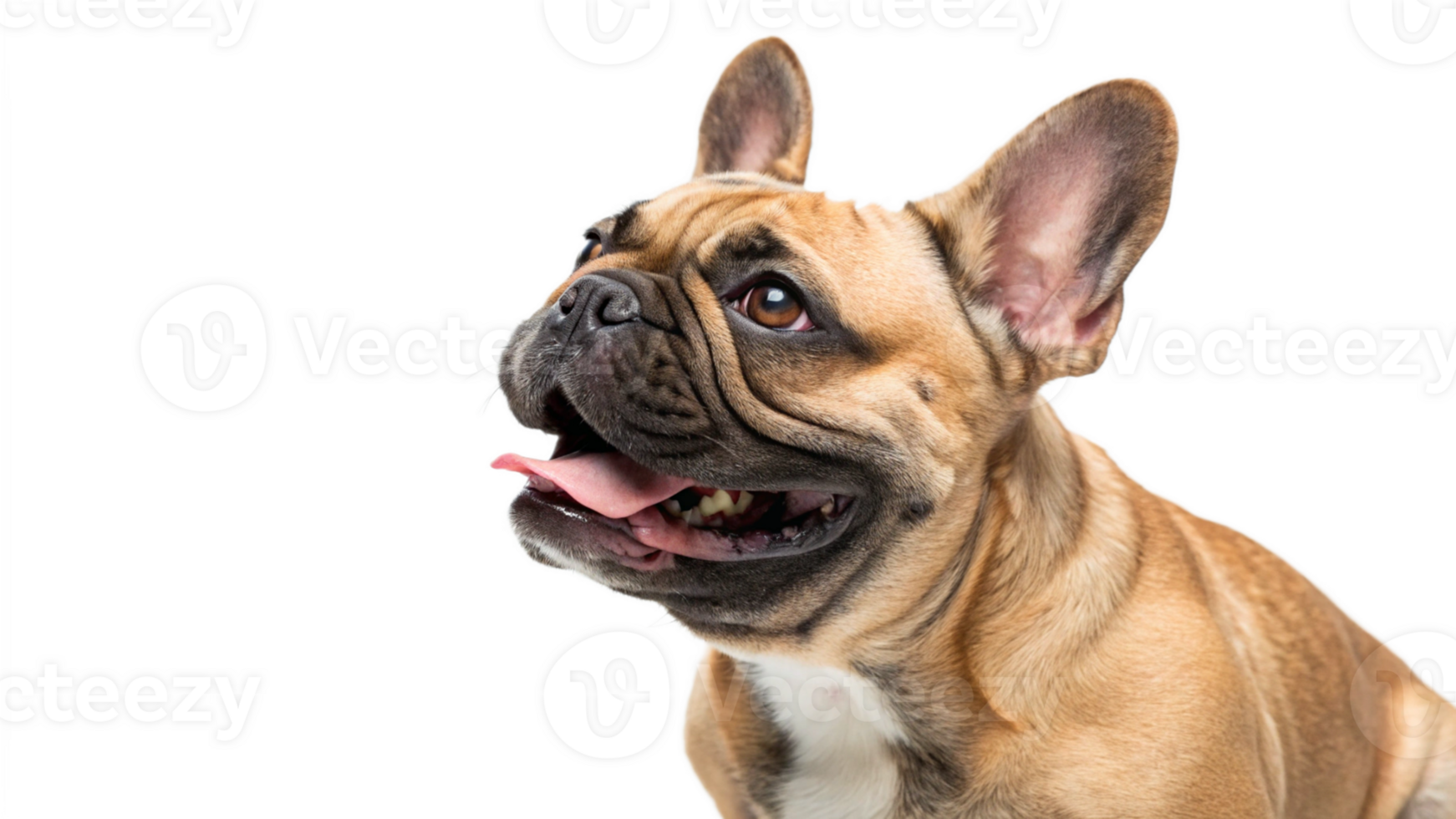 A french bulldog with a playful expression png