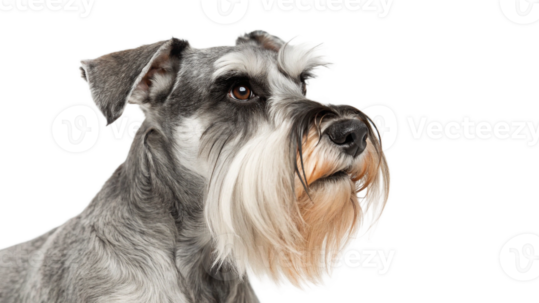 A schnauzer with a distinguished beard png