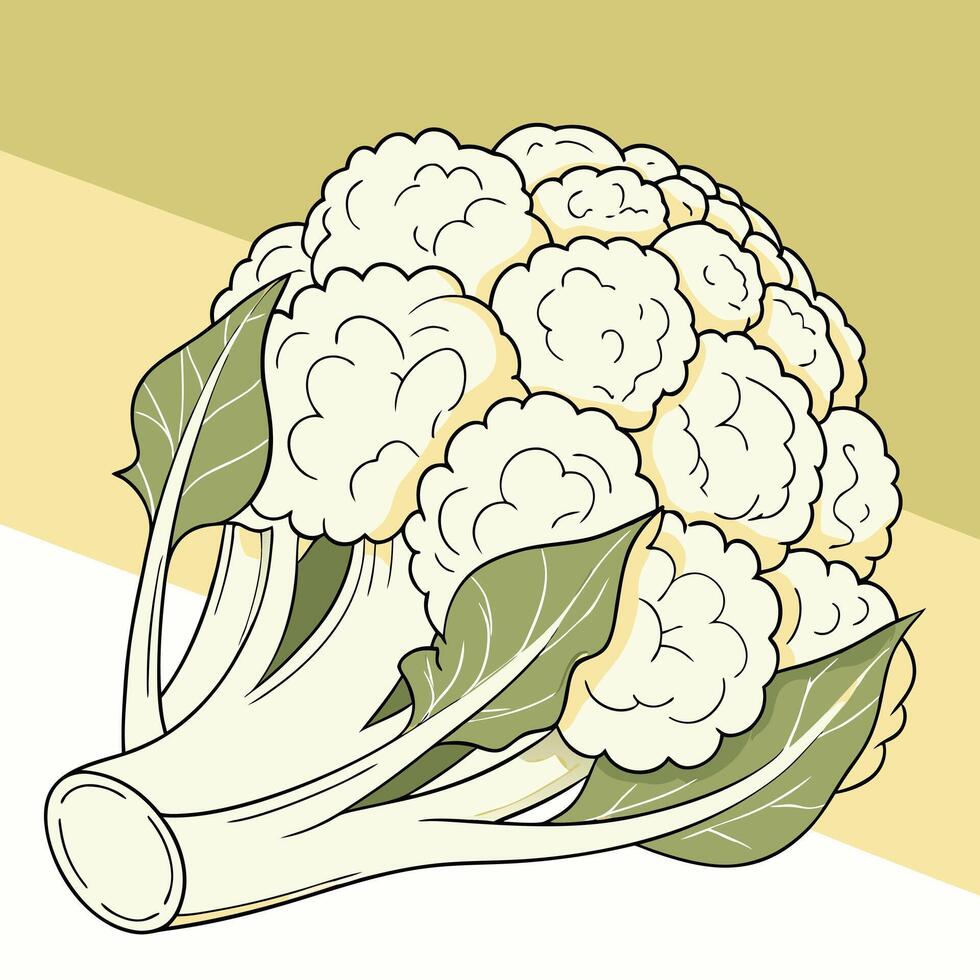 Cauliflower is a vegetable that is used in many dishes vector
