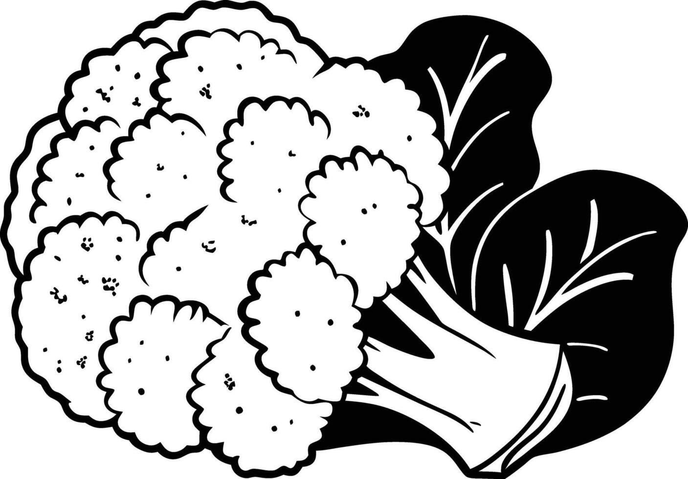 A black and white illustration of a cauliflower vector