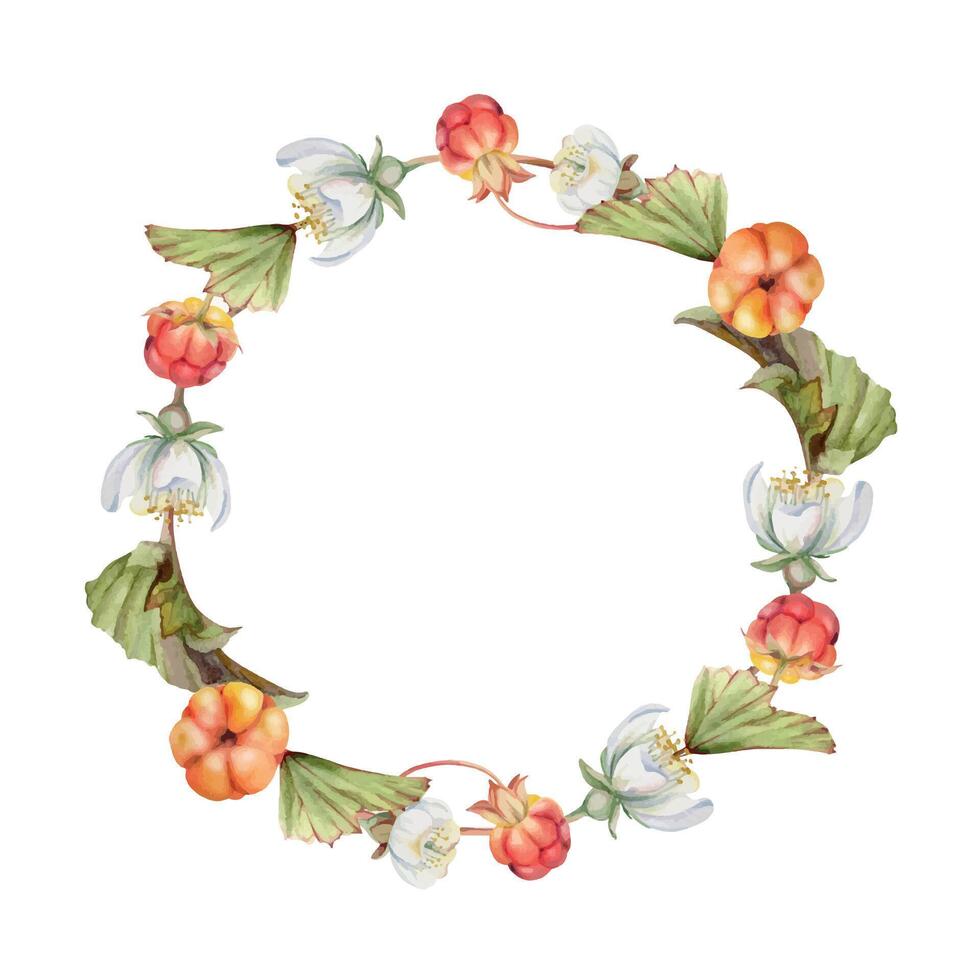 Cloudberry raspberry with white flowers, hand drawn in watercolor, ripe Scandinavian forest berry on stems. Isolated botanical wreath crown frame illustration. Restaurant, cafe menu, farmers market vector