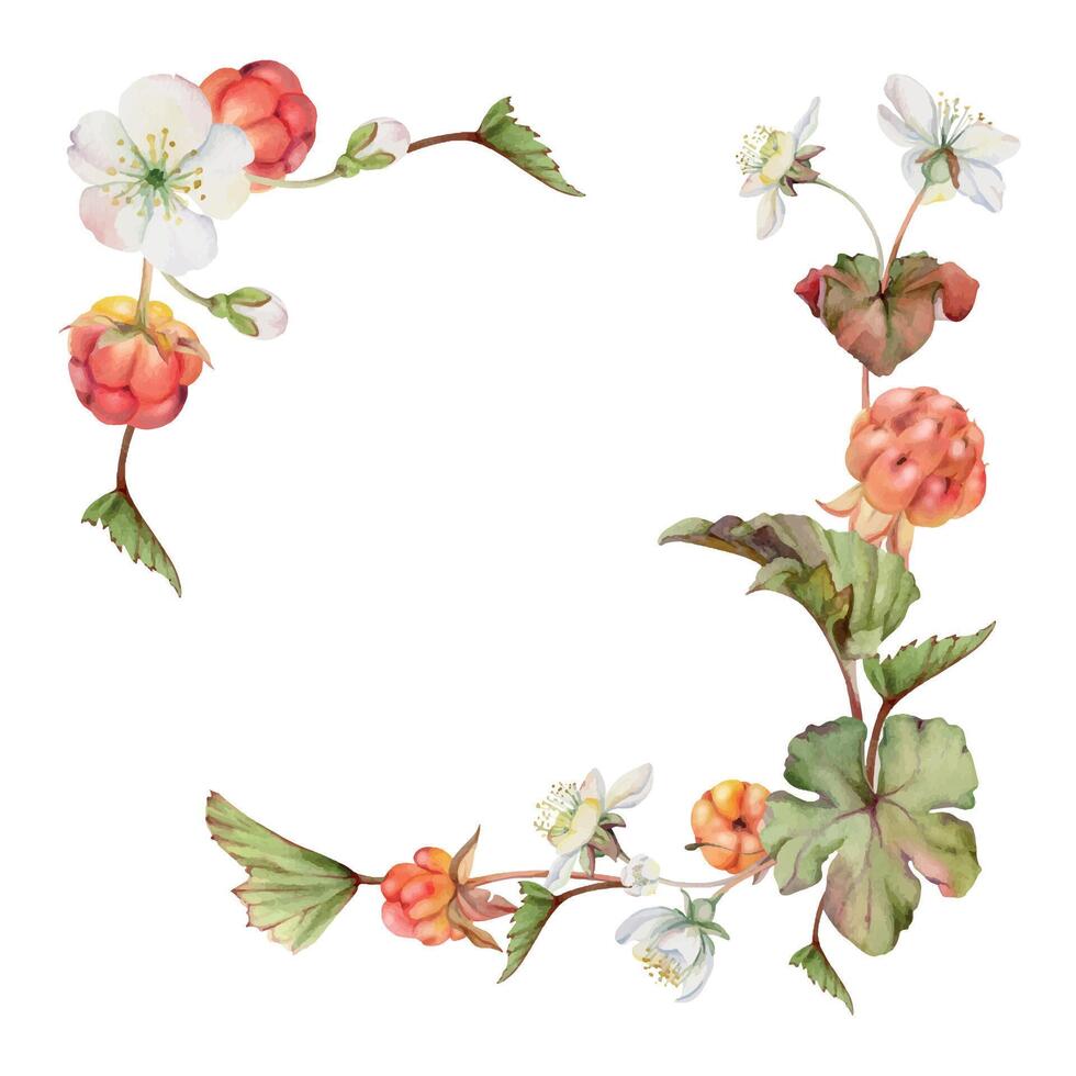 Cloudberry raspberry with white flowers, hand drawn in watercolor, ripe Scandinavian forest berry bunch on stems. Isolated botanical garland frame illustration. Restaurant, cafe menu, farmers market vector