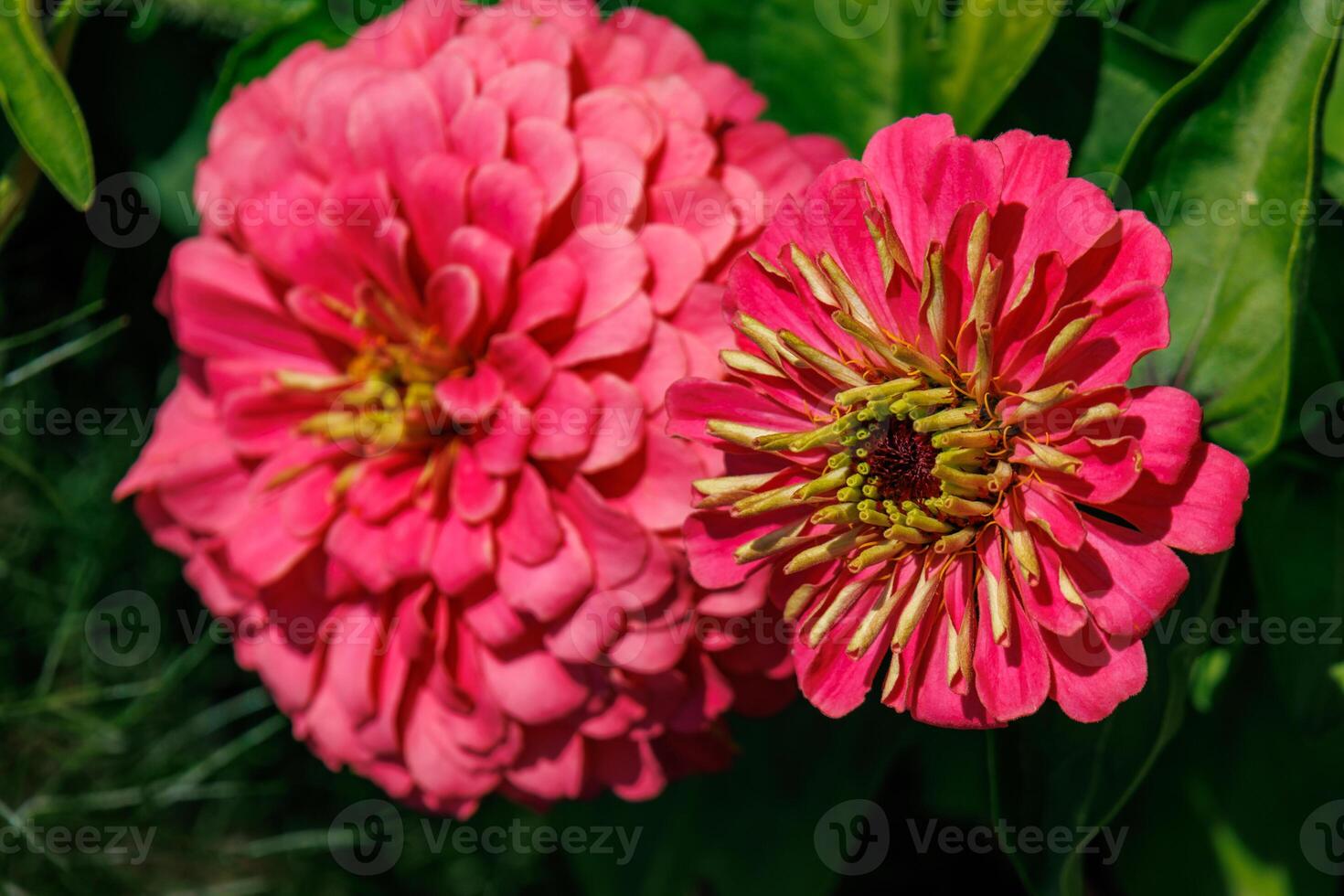 nice garden in germany photo