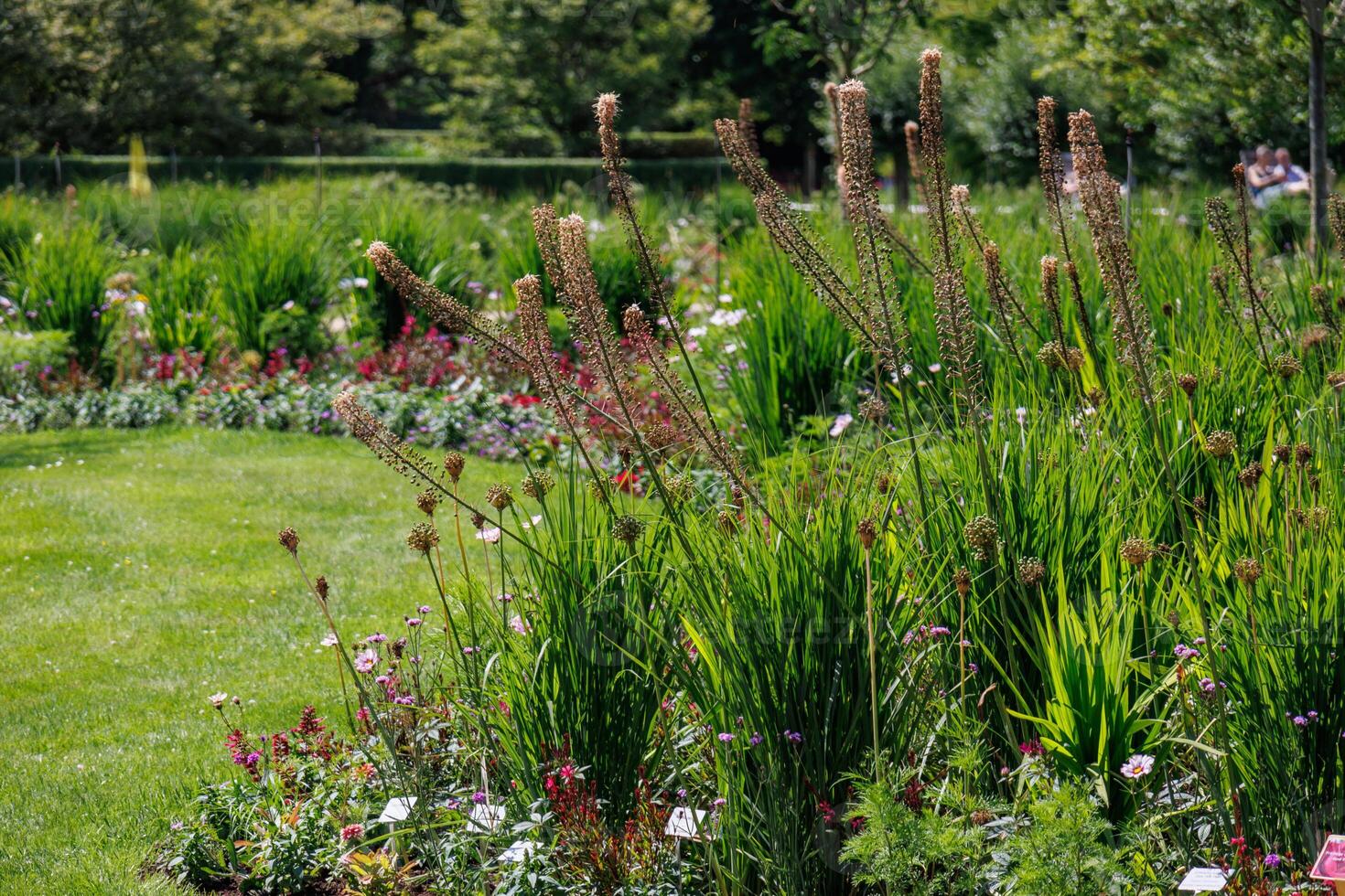 german garden at summer time photo