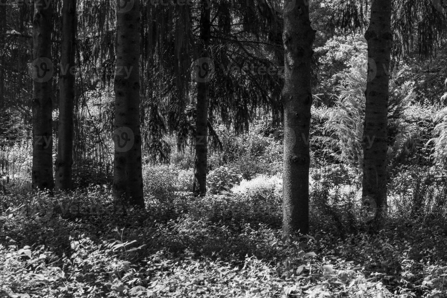 Big Garden in germany photo