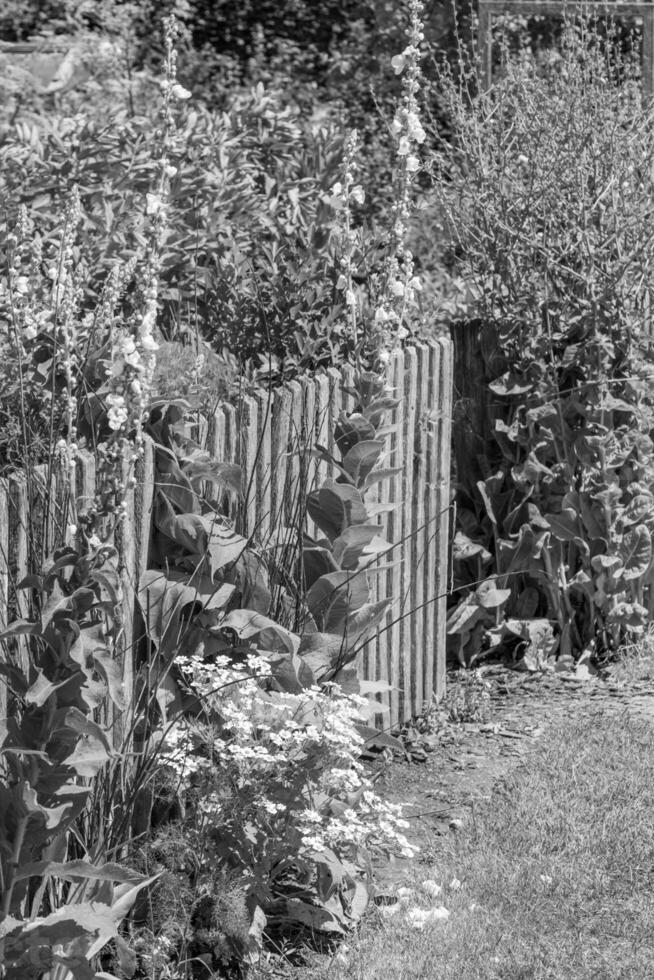 summer time in a german garden photo