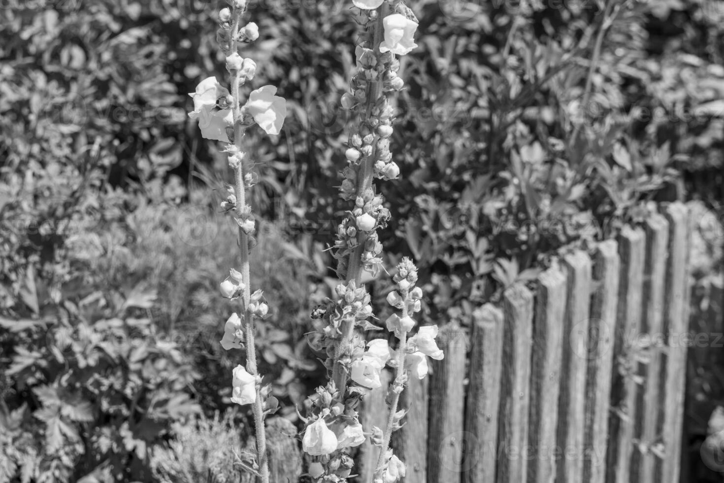 summer time in a german garden photo