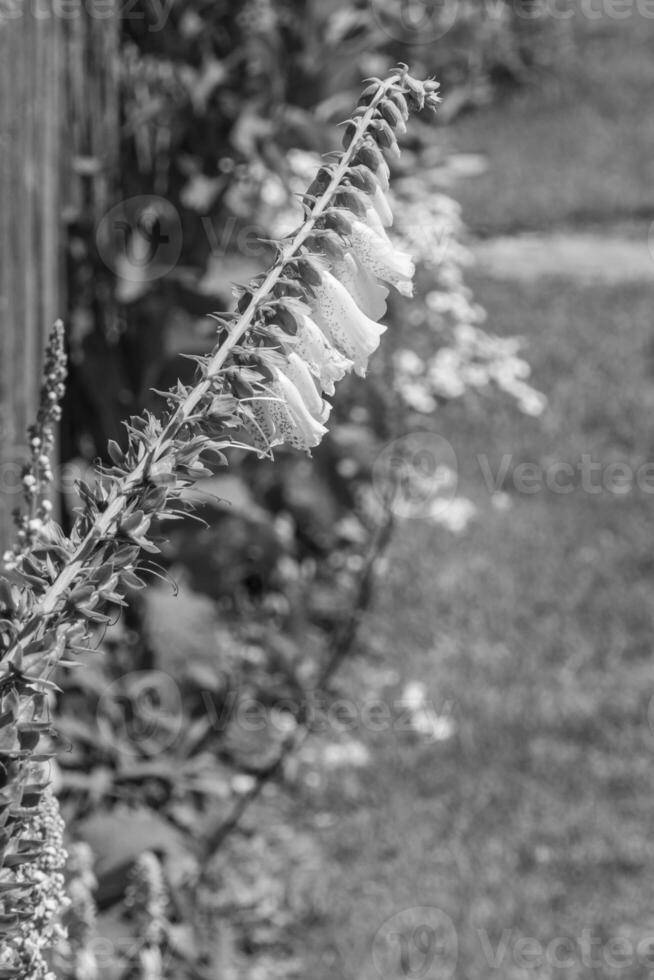 summer time in a german garden photo