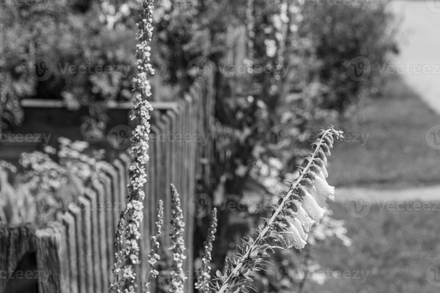 summer time in a german garden photo
