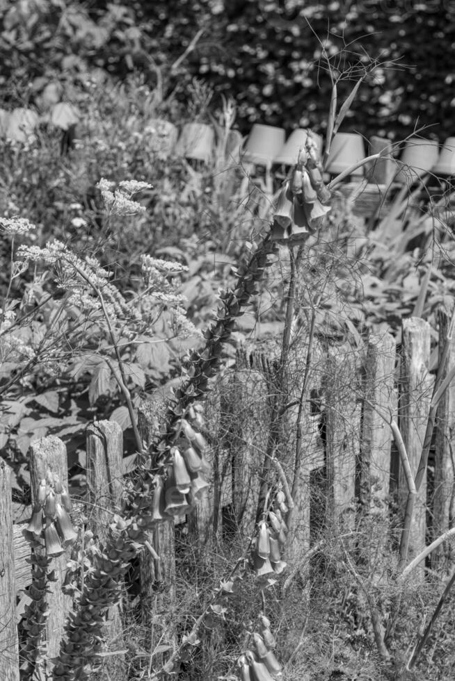 summer time in a german garden photo