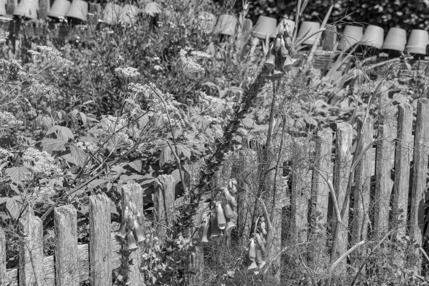 summer time in a german garden photo