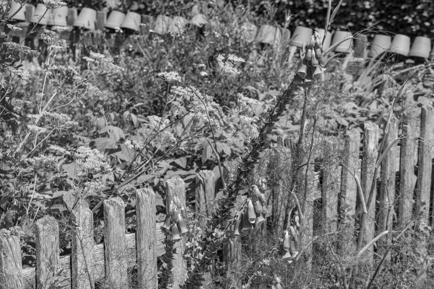 summer time in a german garden photo