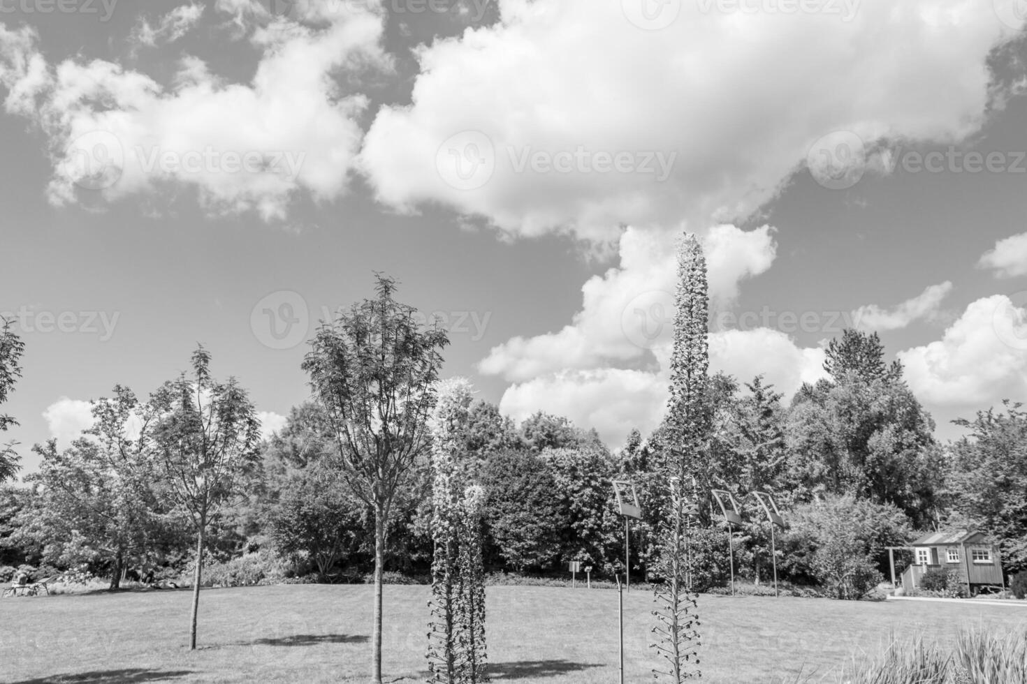 summer time in a german garden photo