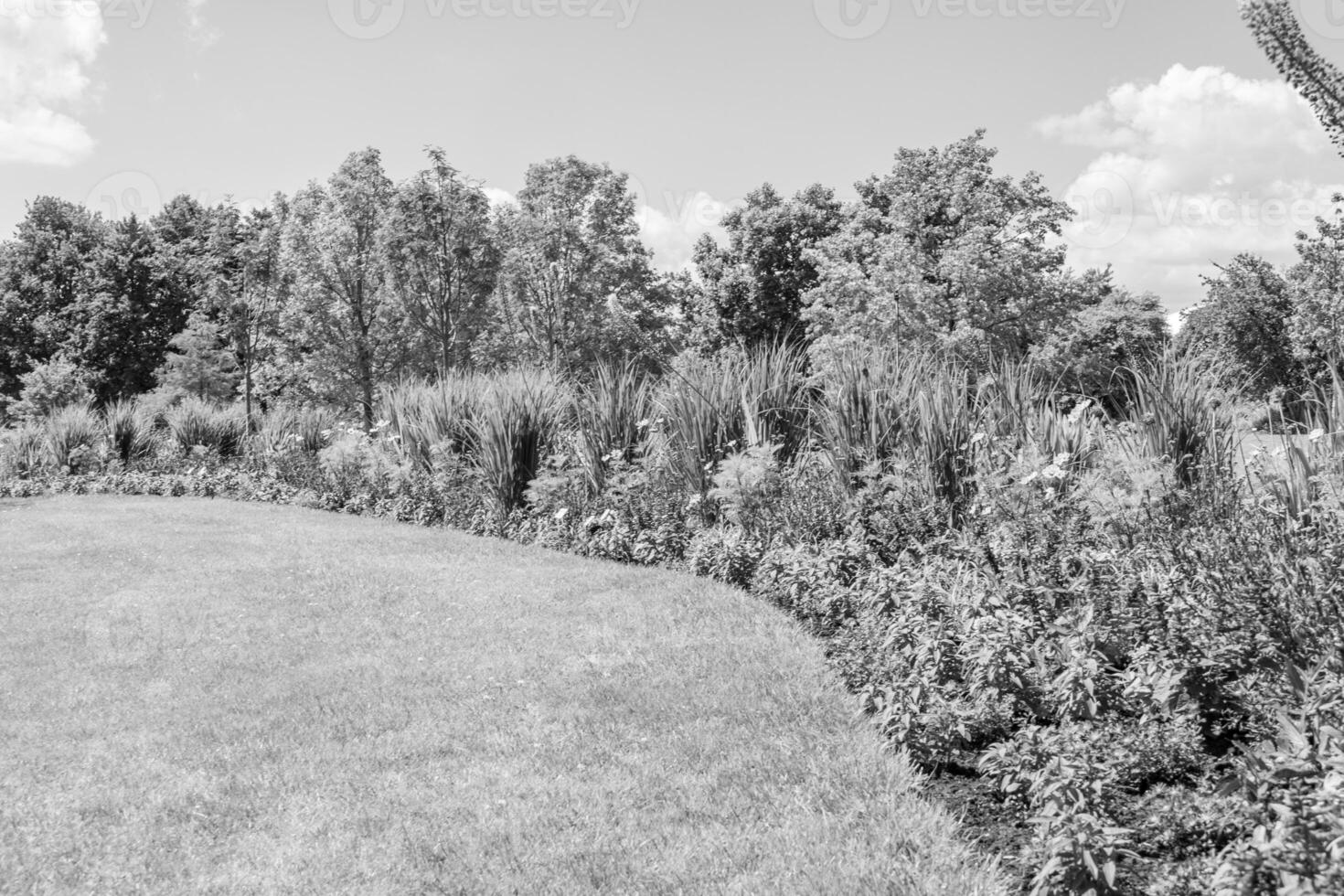 summer time in a german park photo