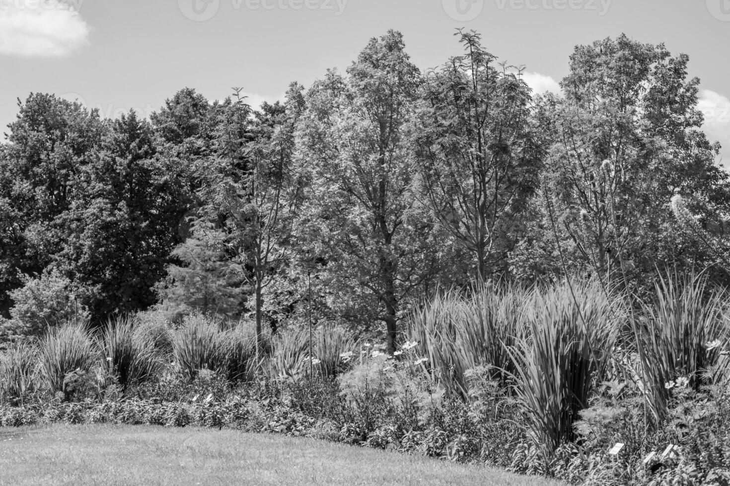 summer time in a german park photo