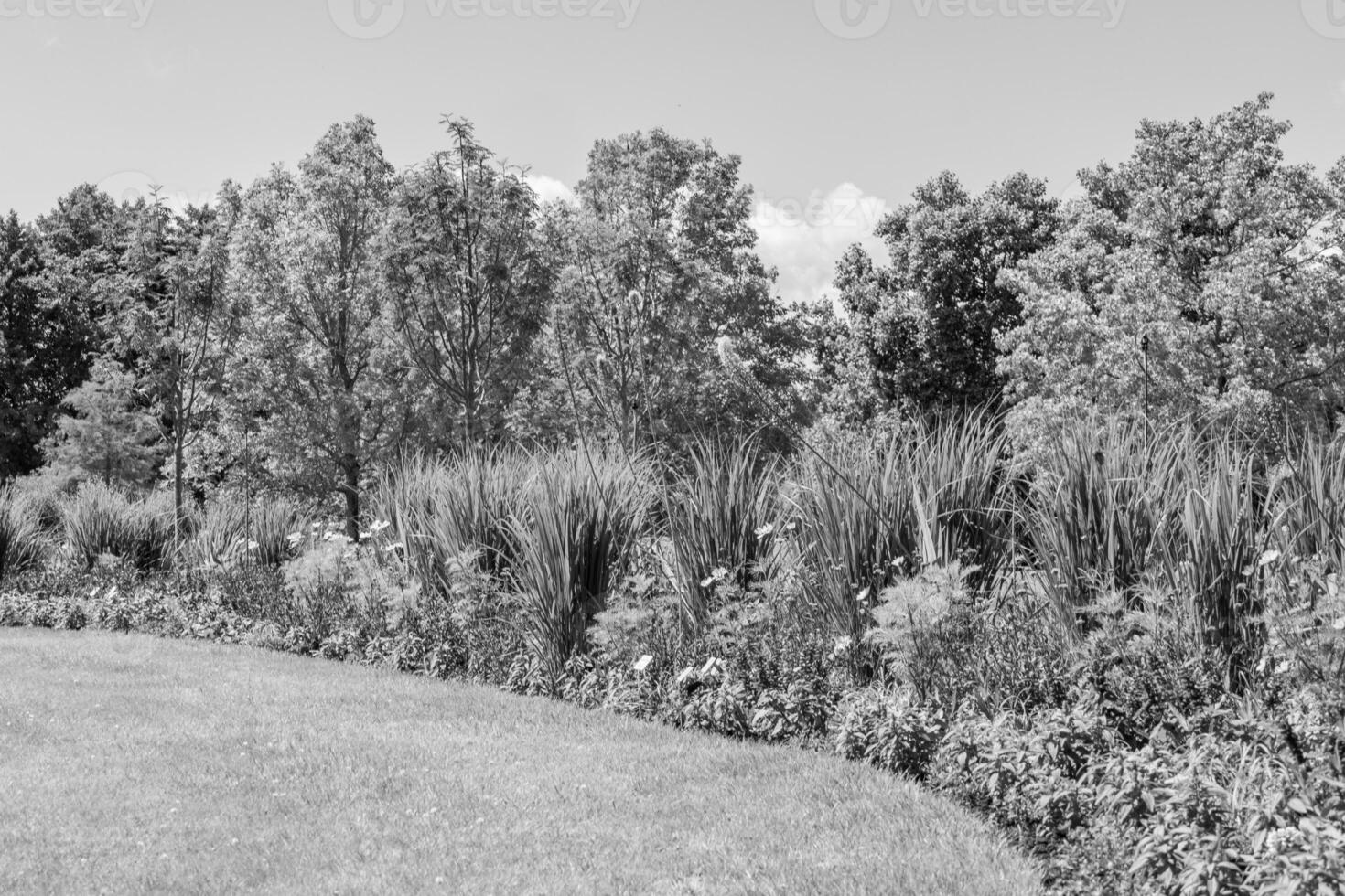 summer time in a german park photo