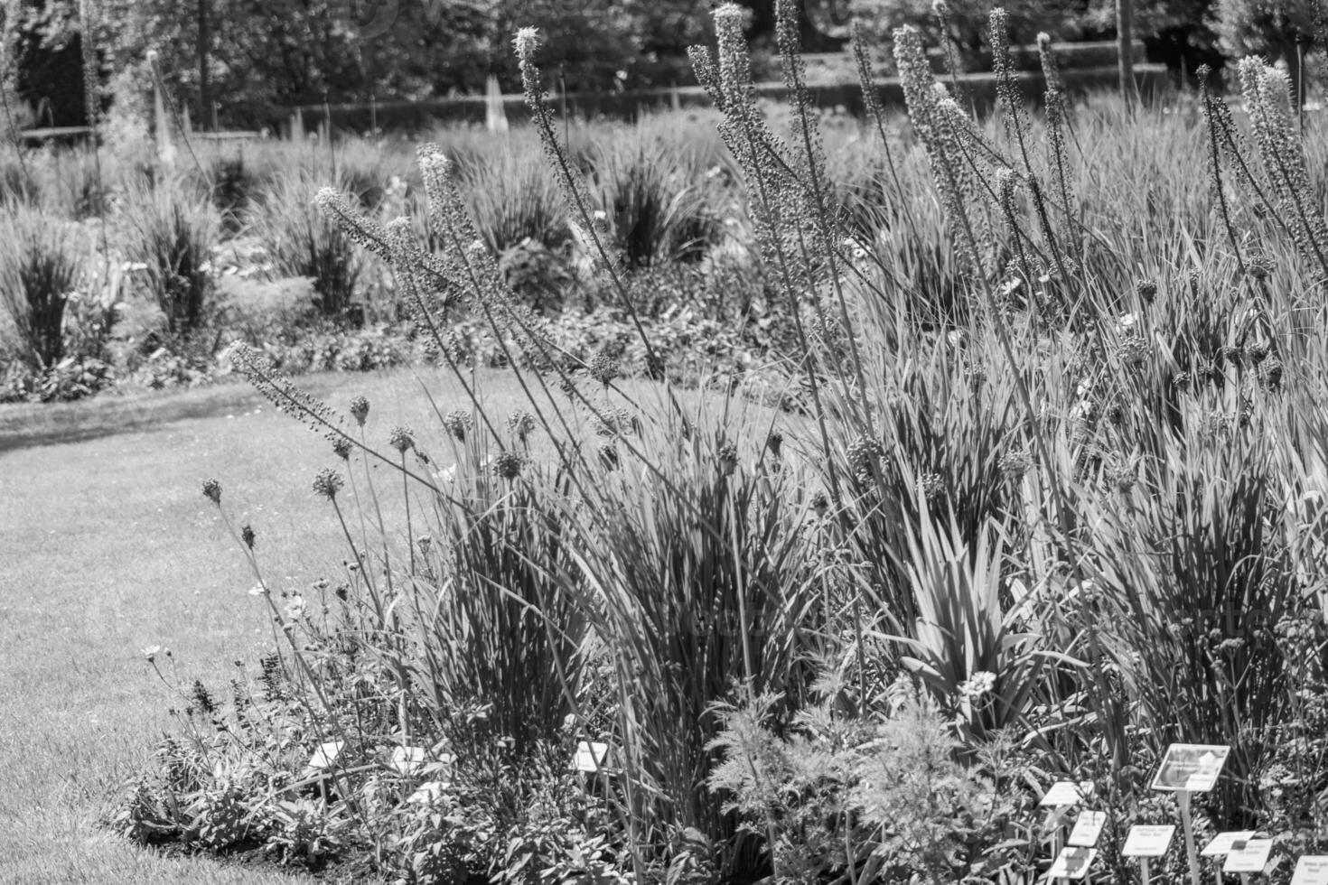 summer time in a german park photo