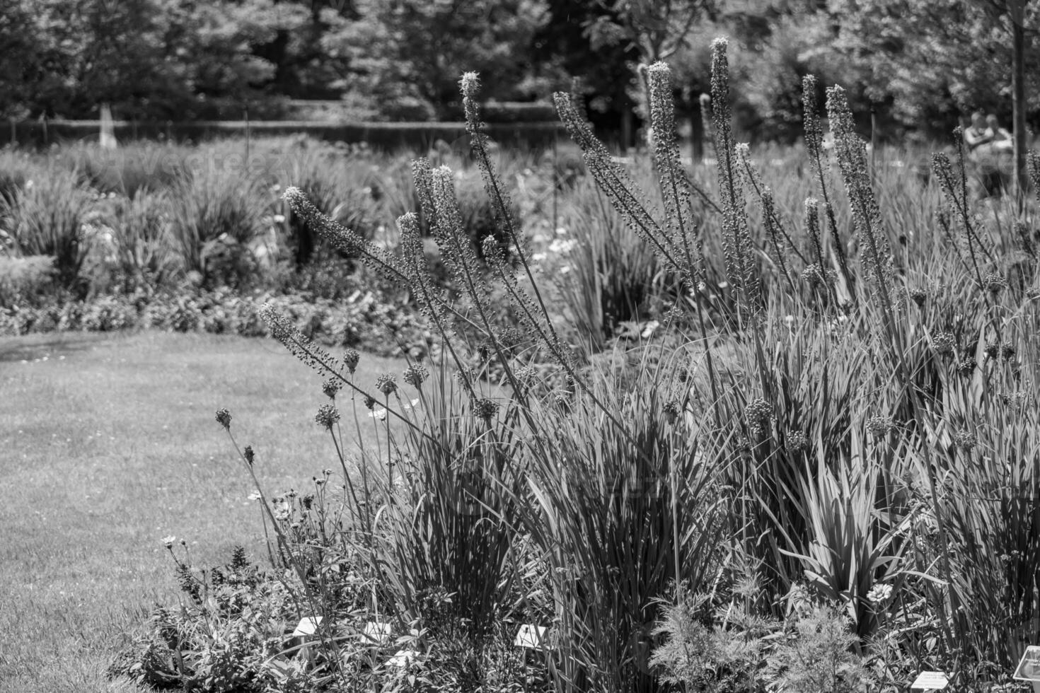 summer time in a german park photo