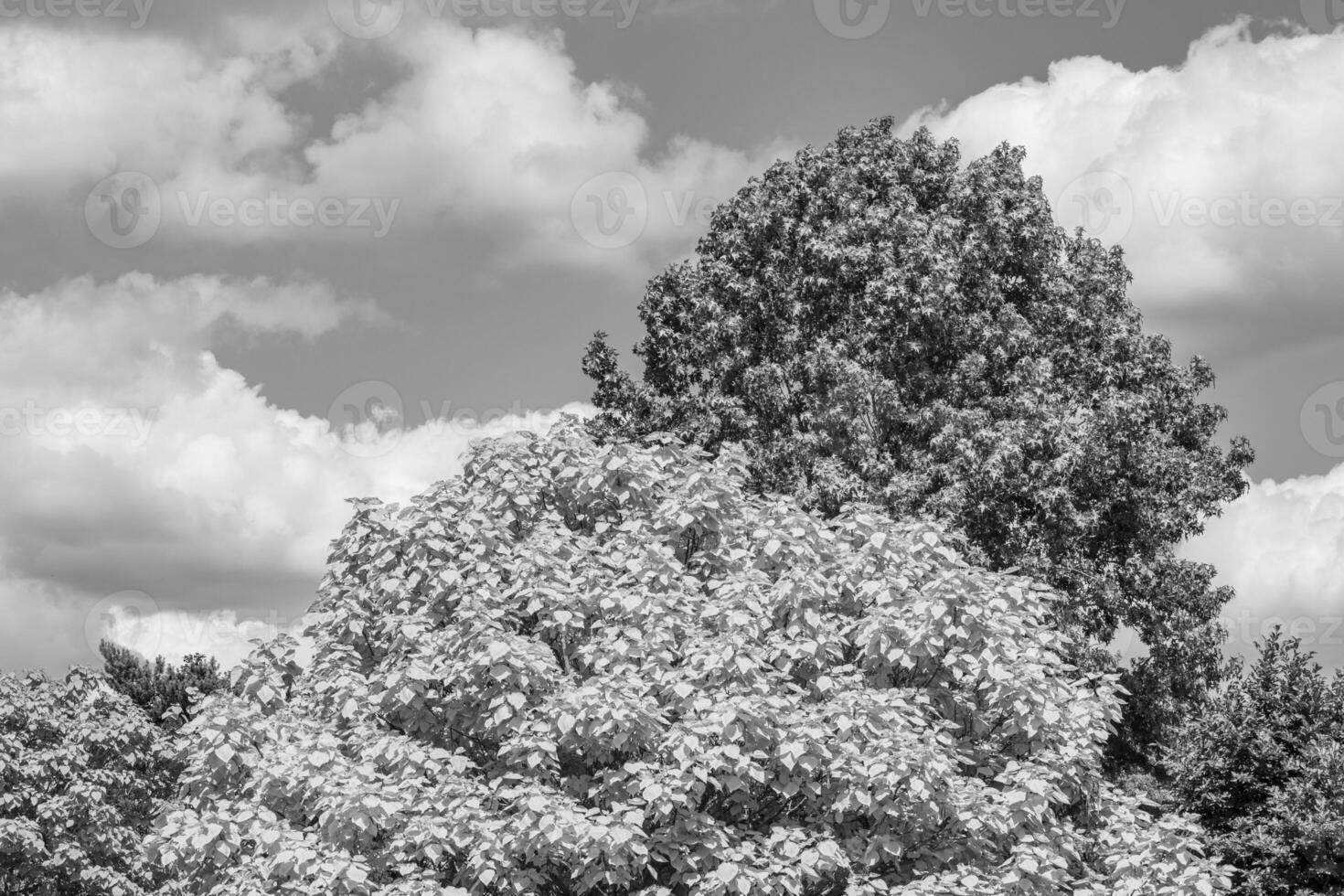 summer time in a german park photo