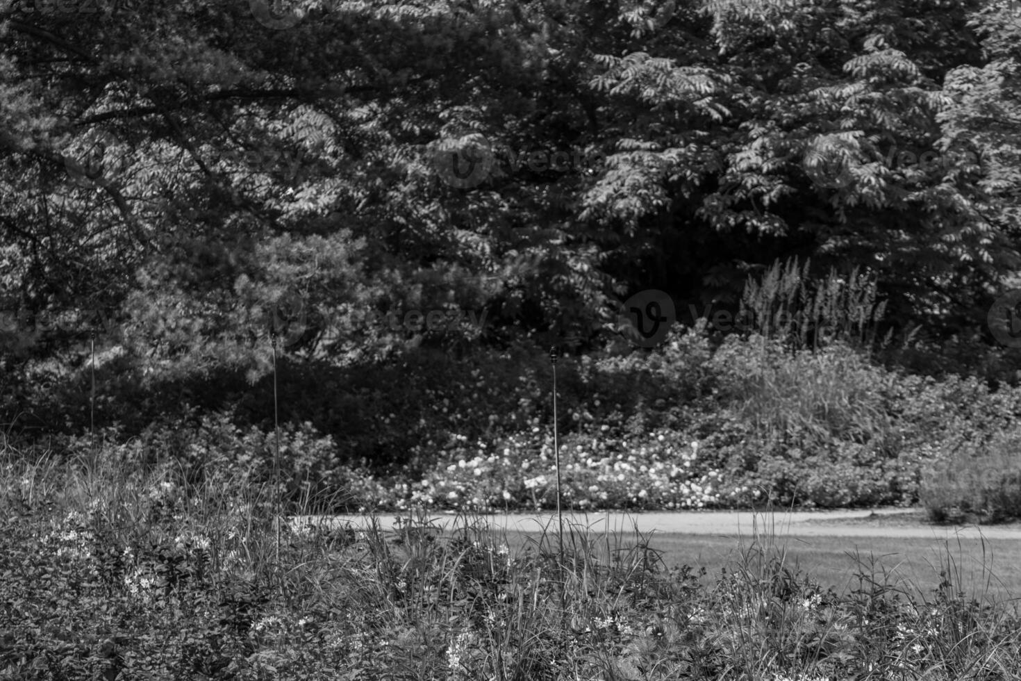 summer time in a german park photo