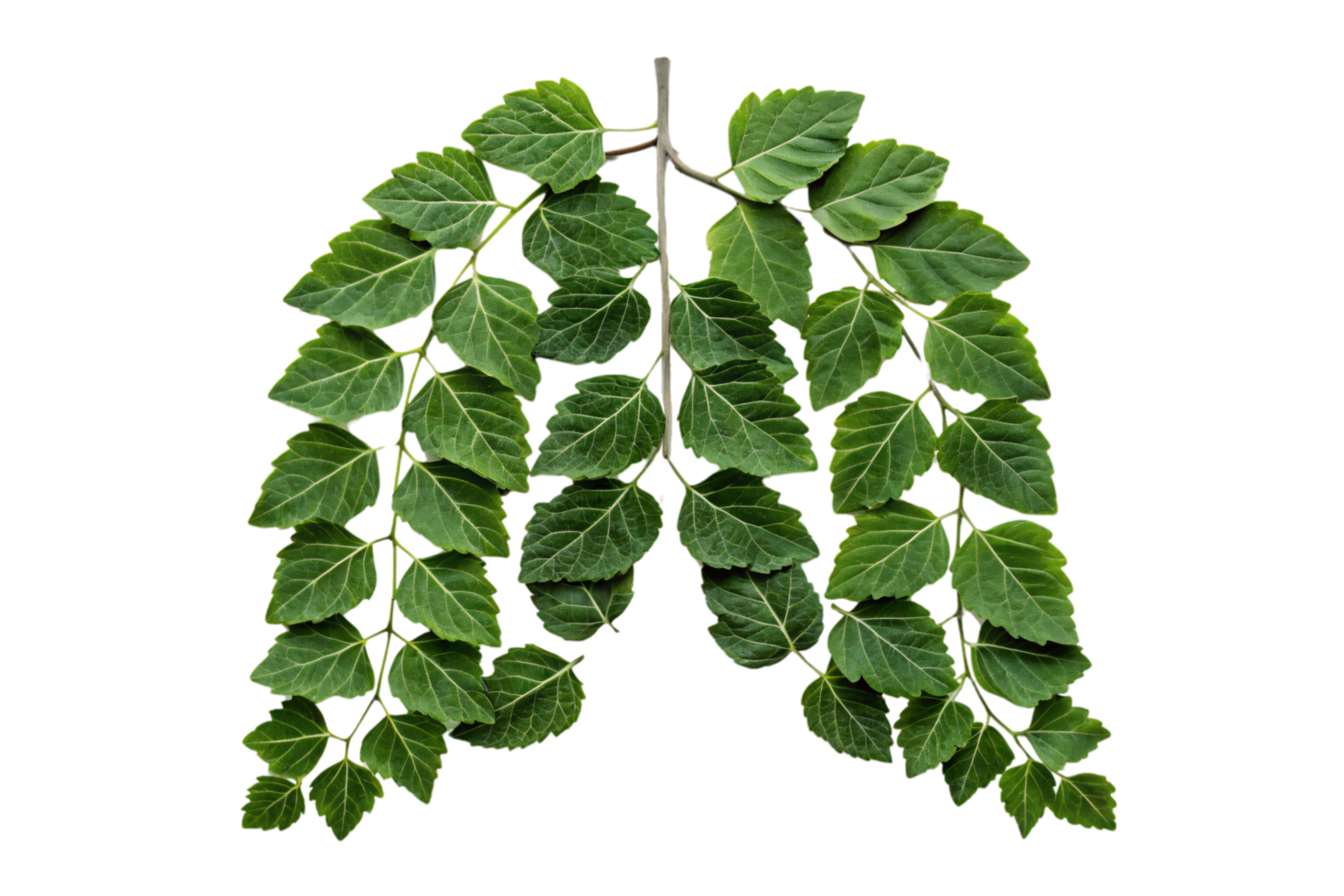 Lungs formed from interconnected branches and leaves, with a focus on their symmetry and intricate patterns, emphasizing natural respiration systems png