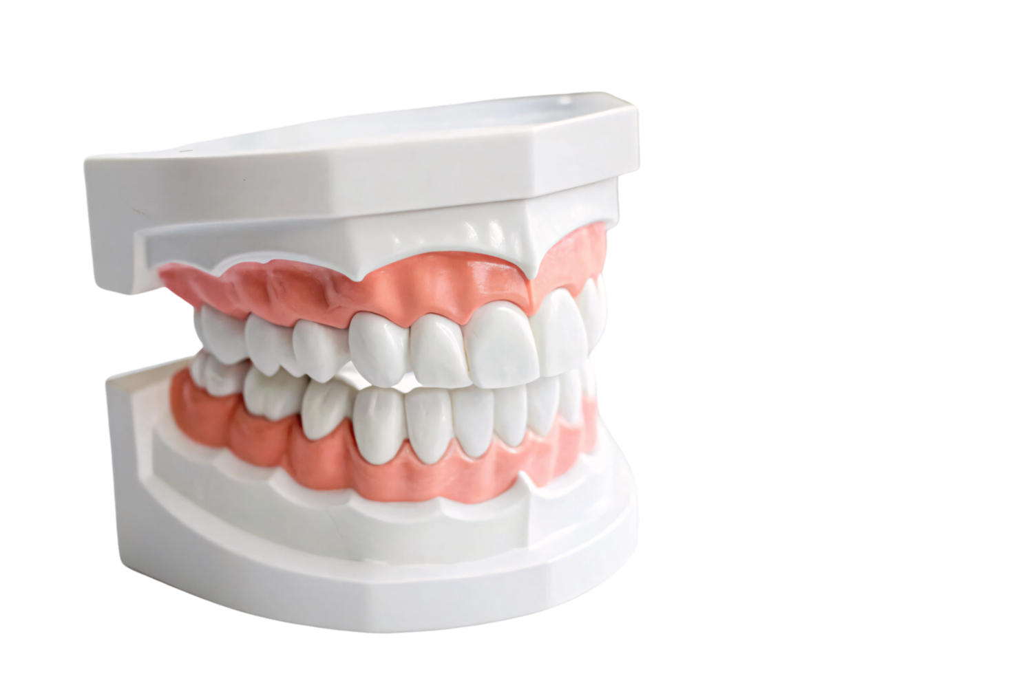 Educational dental model featuring gums and teeth in vibrant white and pink. Highlights oral anatomy, ideal for demonstrations or classroom instruction png