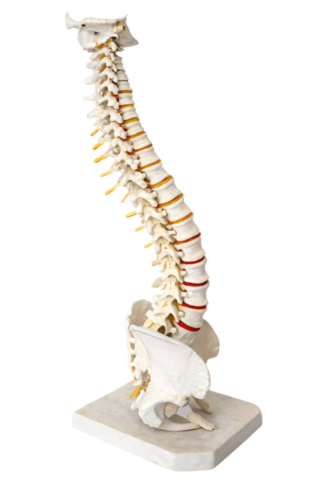 A detailed model of the human spine, showcasing vertebrae, intervertebral discs, and pelvis for educational or medical demonstration purposes png