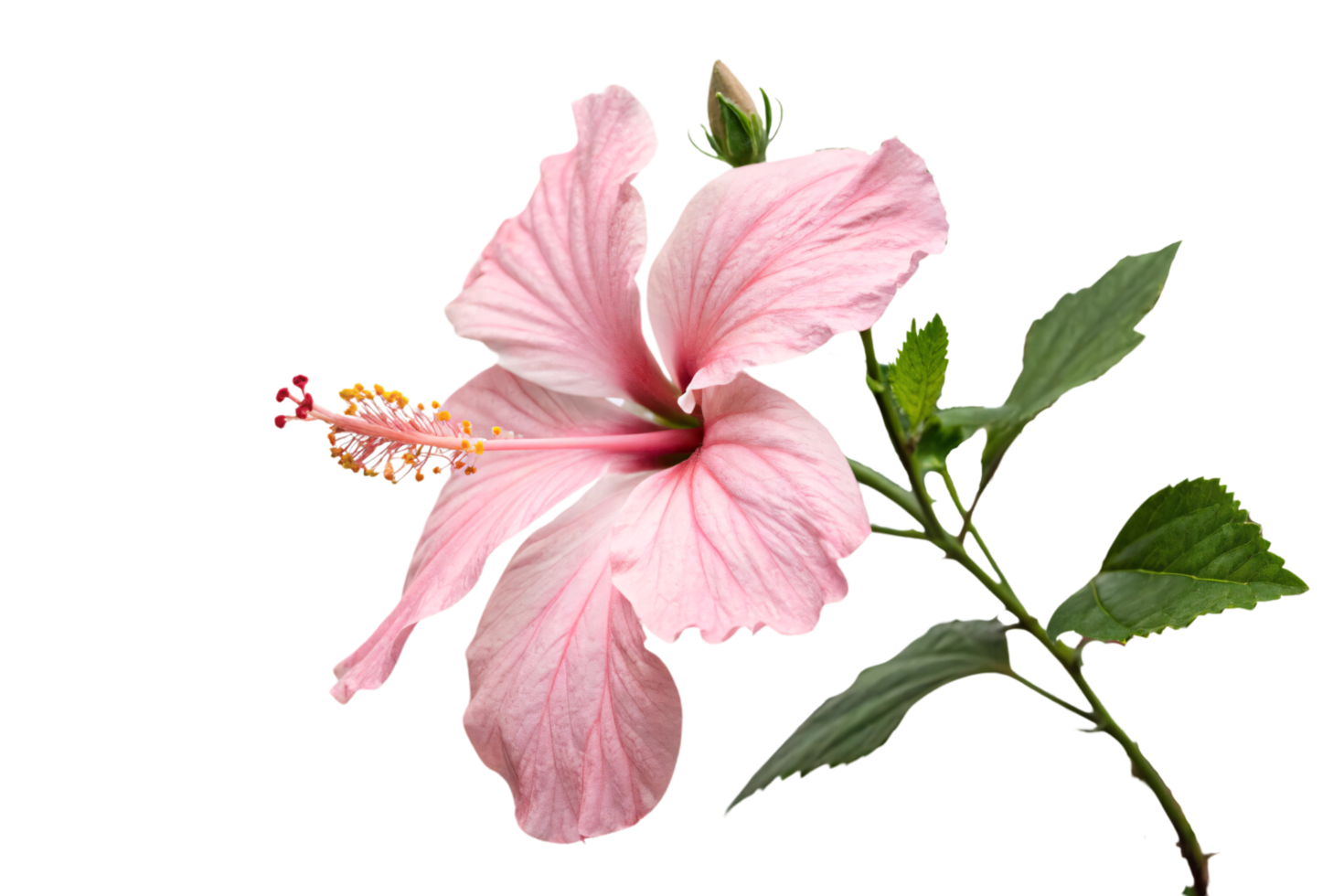 A striking pink hibiscus flower with intricate veins, golden pollen, and a deep crimson core, surrounded by fresh green foliage png