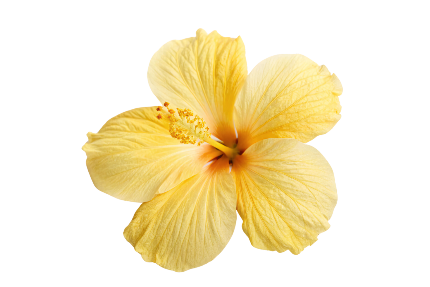 A soft yellow hibiscus flower, its sunlit petals unfolding around a golden stamen, embodying tropical warmth and natural grace png