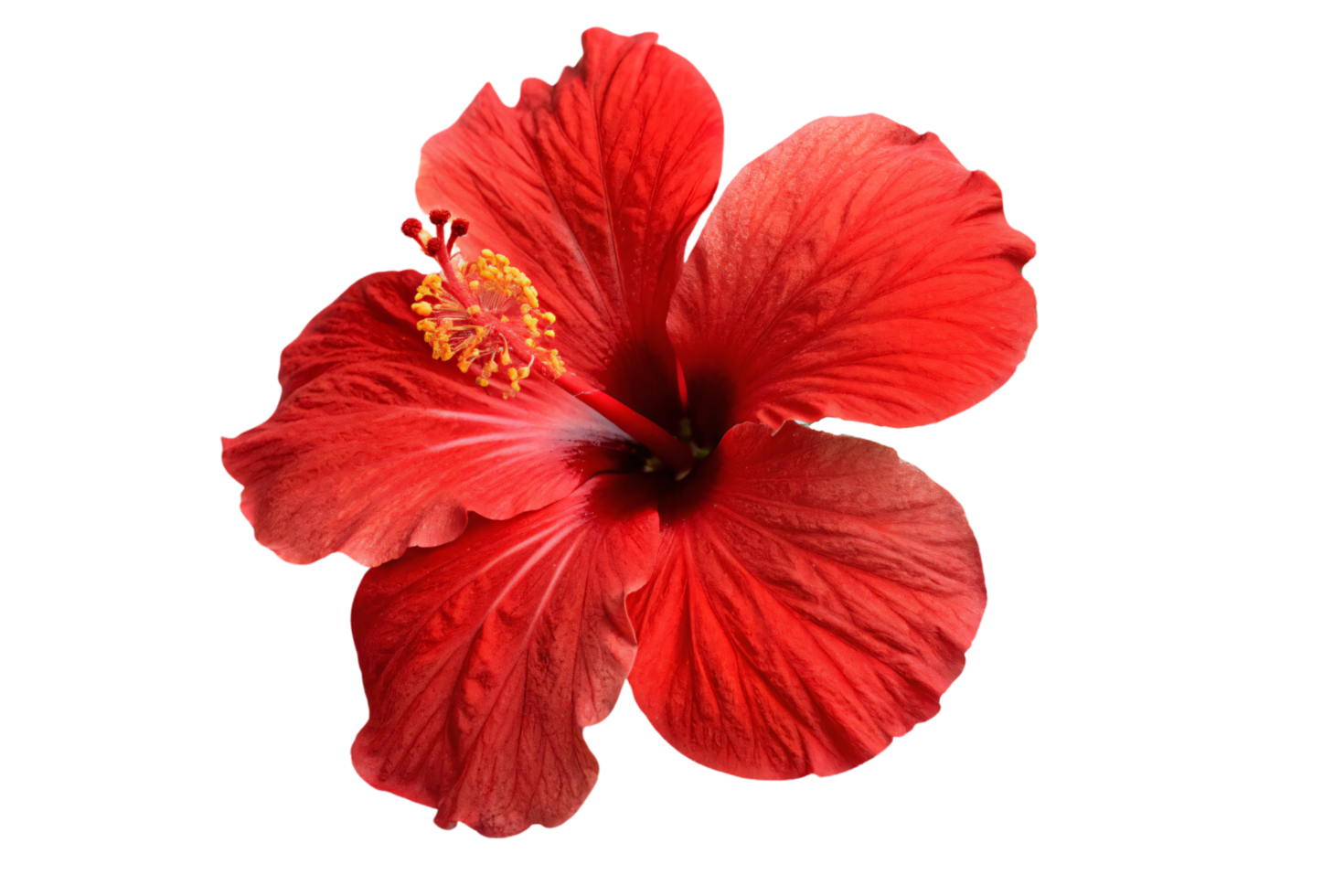 A close-up of a red hibiscus flower in full bloom, showcasing velvety petals, intricate veining, and a radiant golden stamen png