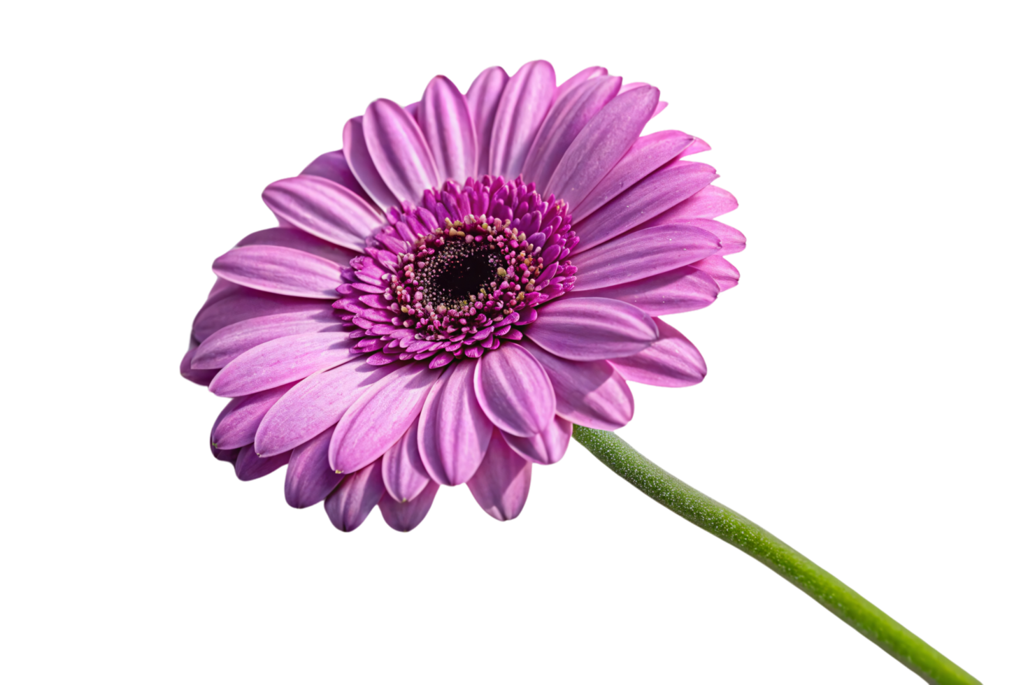 A radiant purple gerbera daisy with delicate petals surrounding a textured dark center. Its vibrant hues evoke elegance and natural beauty png