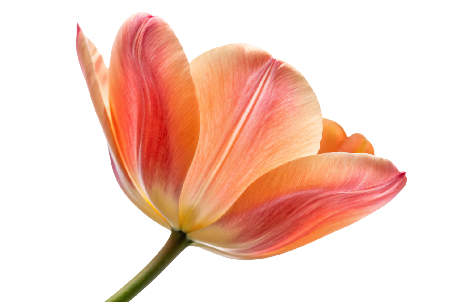 A vibrant orange tulip with soft pink accents, delicate petals gently unfurling. Details of its texture and gradient hues radiate elegance png