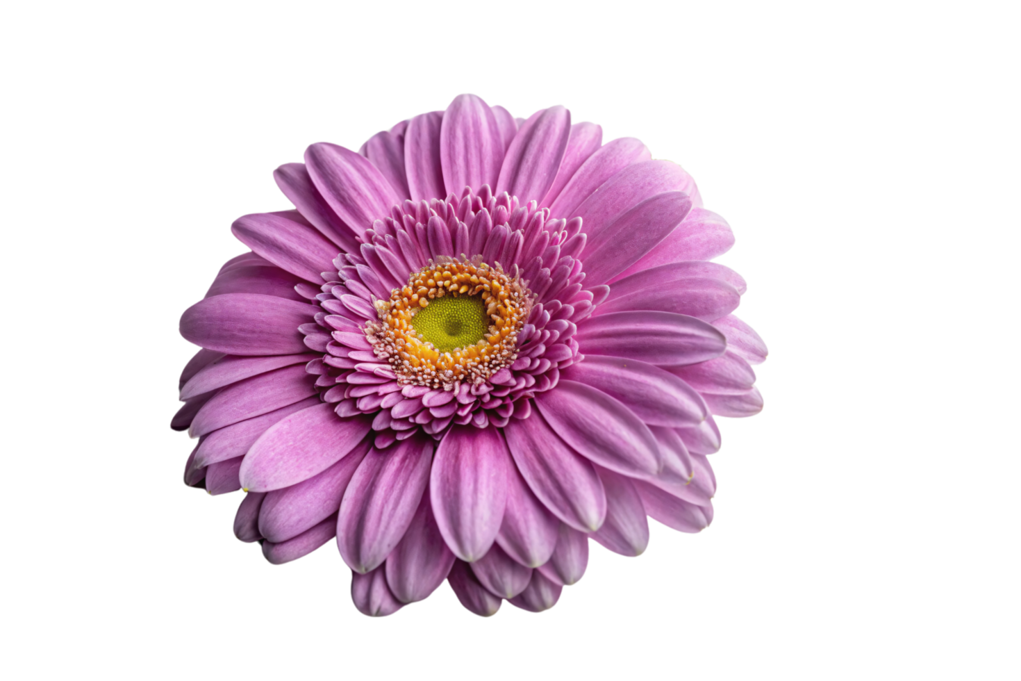 A close-up of a vibrant purple gerbera daisy, showcasing intricate petal arrangements and a textured yellow-green center, emphasizing delicate floral perfection png