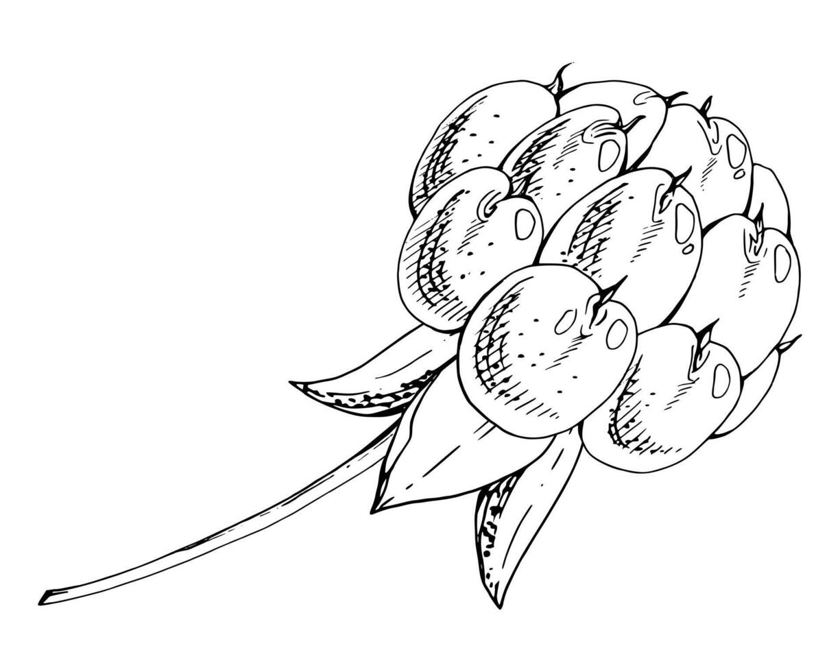 Cloudberry raspberry sloe fruit on receptacle stalk with leaves petals, watercolor hand drawn, red ripe forest berry dewberry mulberry loganberry boysenberry. Botanical isolated element illustration vector