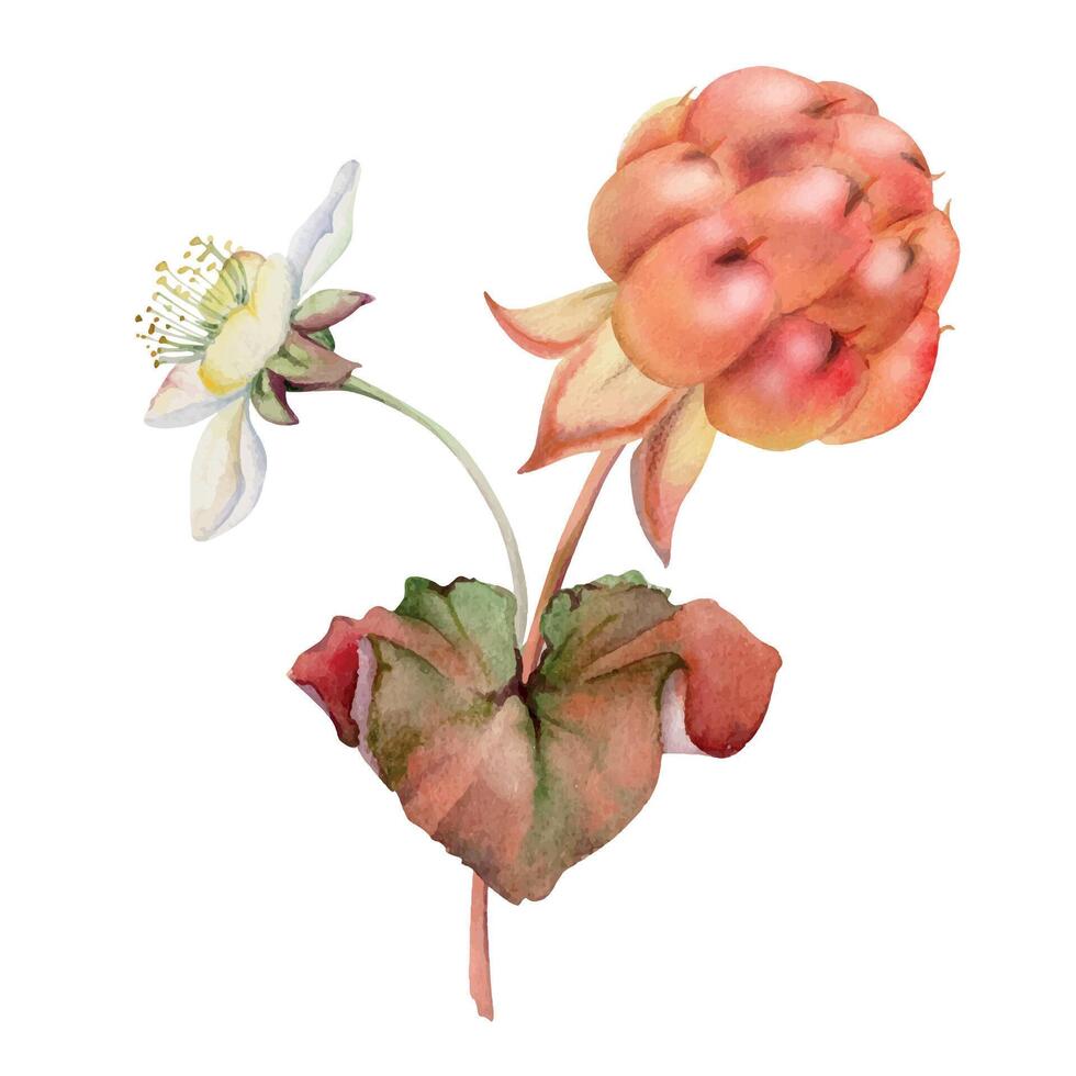 Cloudberry raspberry with white flowers, hand drawn in watercolor, red Scandinavian forest berry on stems. Boutonniere isolated botanical illustration. Restaurant, dessert cafe menu, farmers market vector