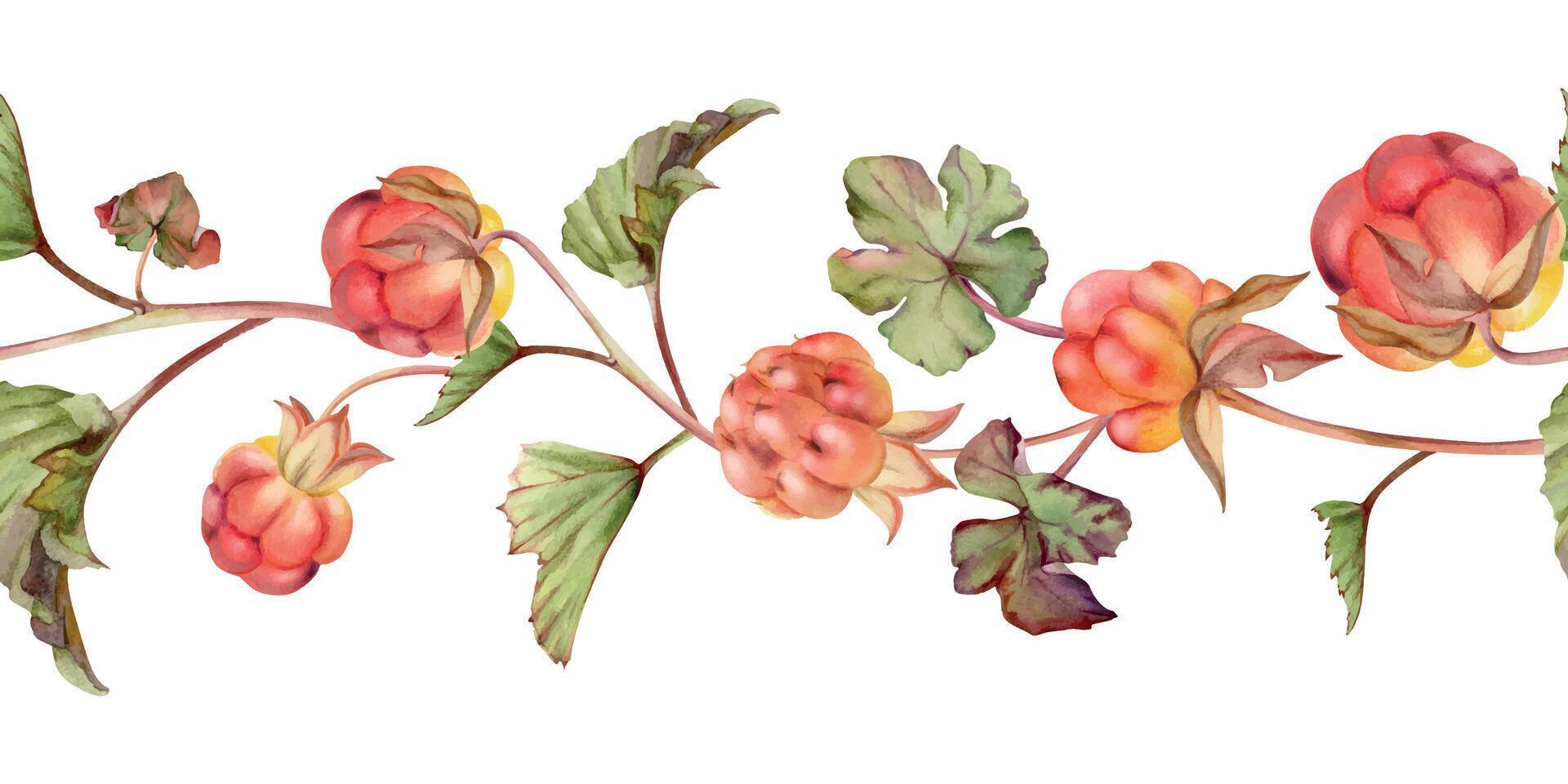 Cloudberry raspberry with green brown leaves, hand drawn in watercolor, red ripe forest berry on stems. Seamless banner garland illustration, for restaurant, dessert cafe menu, wedding, farmers market vector