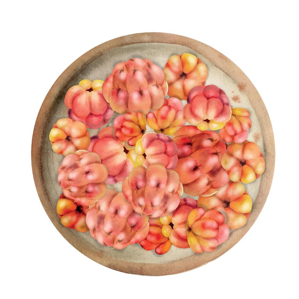 Cloudberry raspberry heap on ceramic plate, hand drawn in watercolor, ripe red Scandinavian forest berry. Isolated illustration. Restaurant, dessert cafe menu, home preserves, farmers market harvest vector