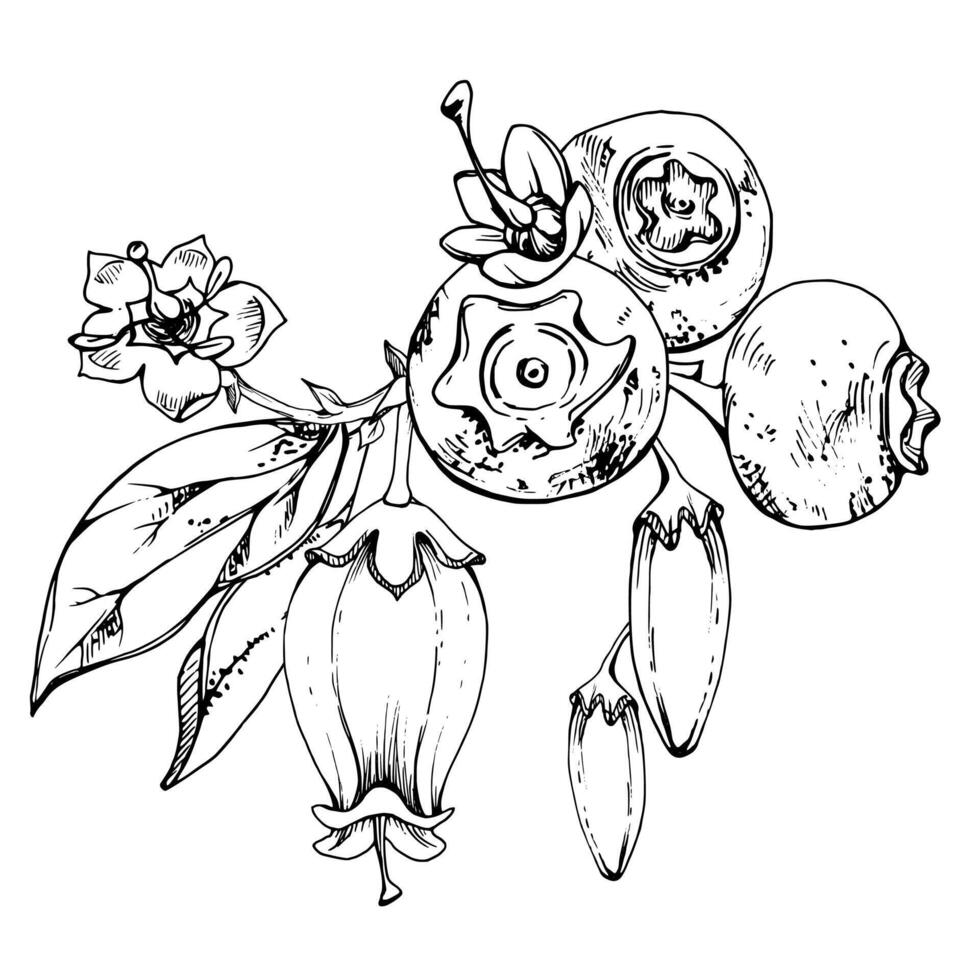 Blueberry blackberry with line white bell flowers, ripe forest berry cluster bunch, hand drawn in ink . Buttonhole isolated botanical illustration. Restaurant, dessert cafe menu, farmers market vector