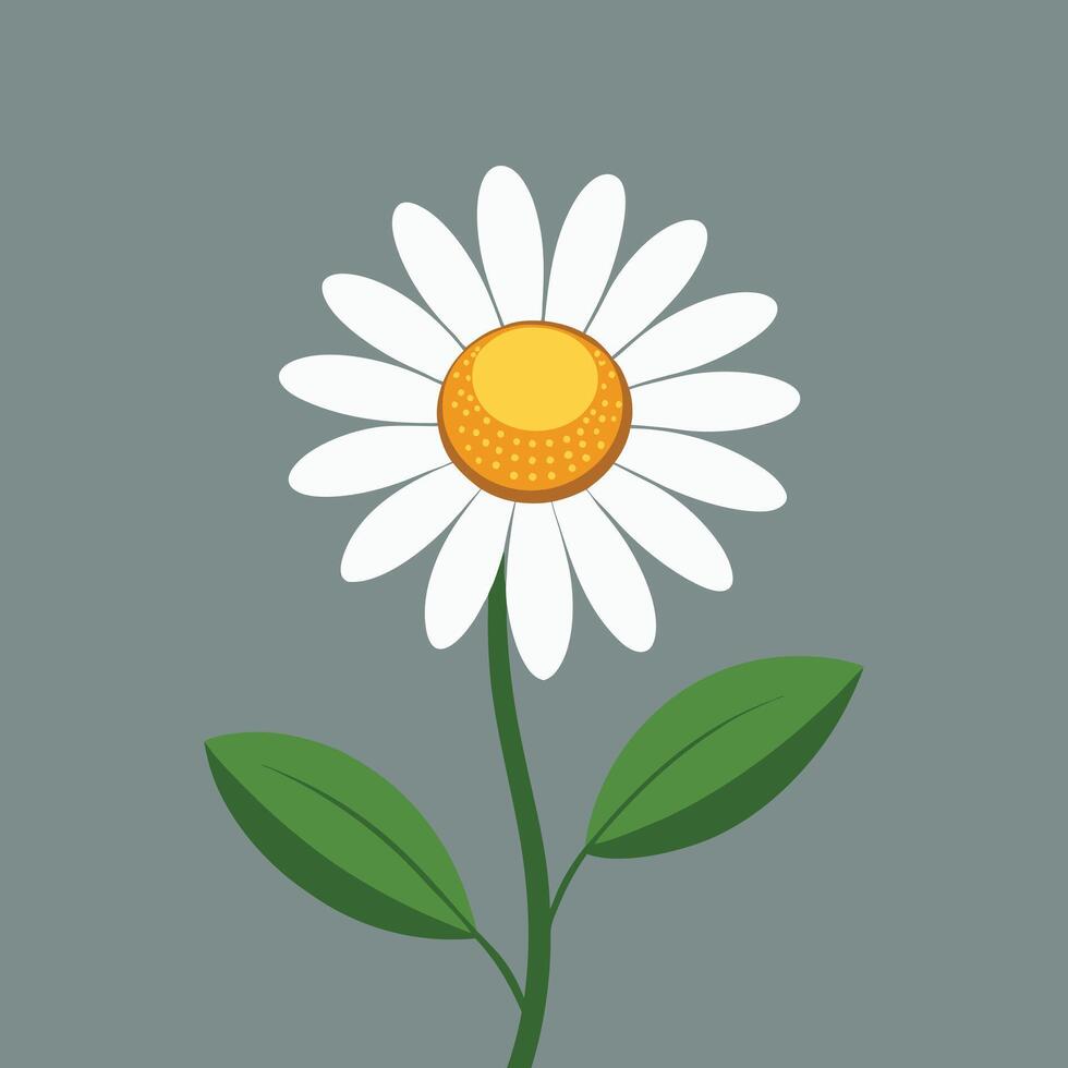 A daisy with green leaves on a gray background vector