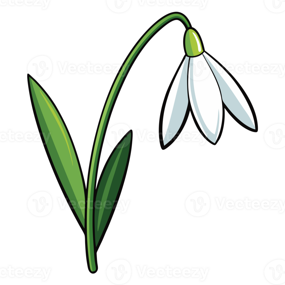 A single white snowdrop flower with delicate petals b cutouts png