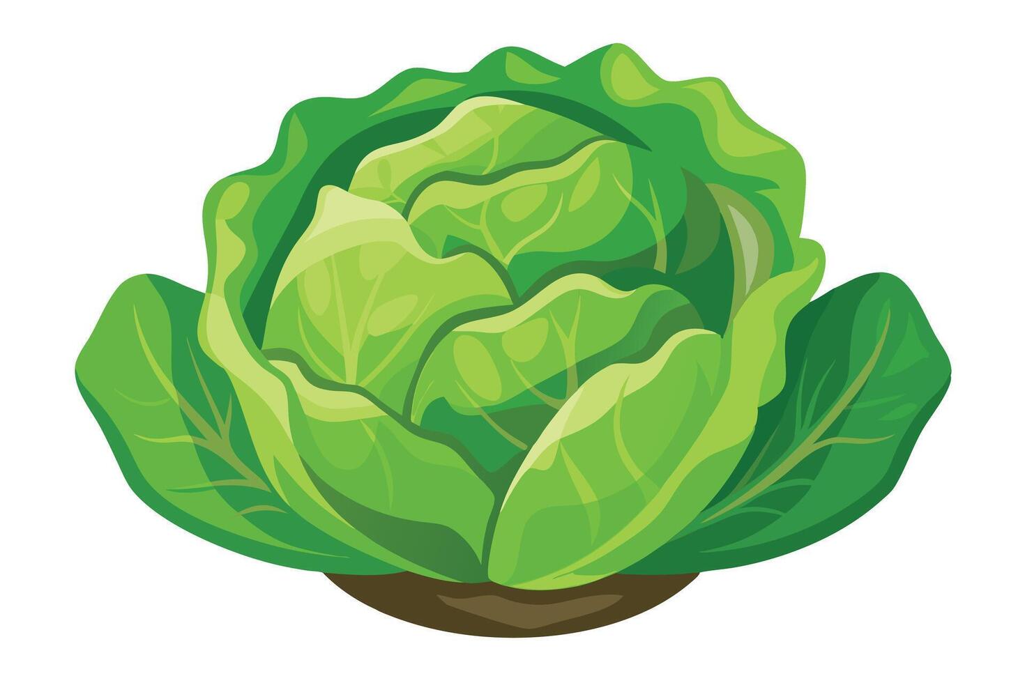 Vibrant illustration of a head of fresh lettuce. vector