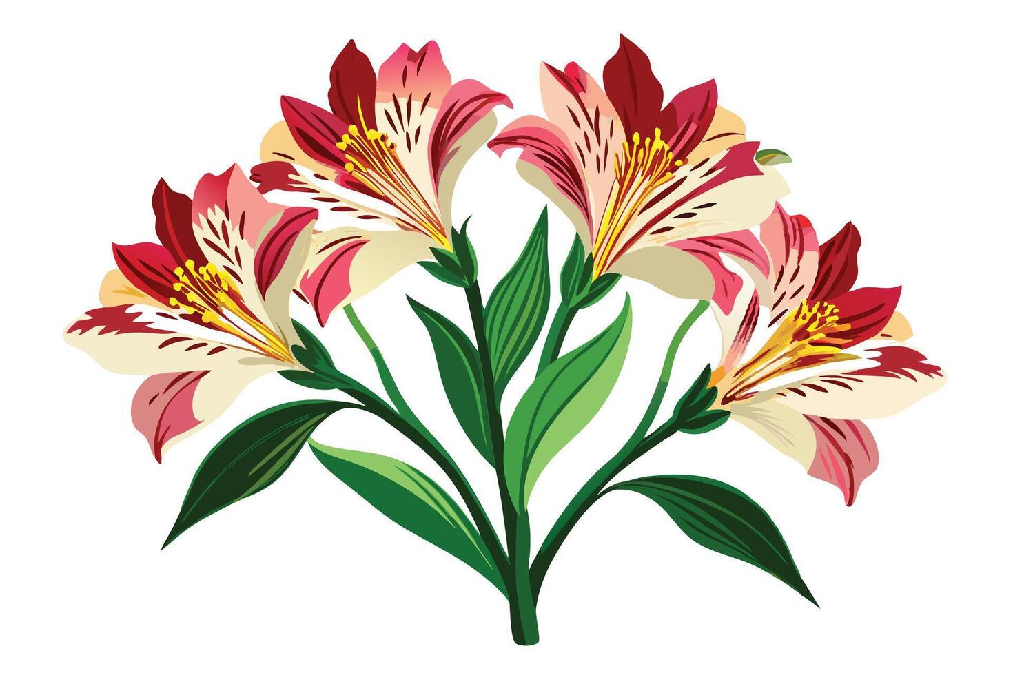 A Pink Alstroemeria Flowers Illustration vector