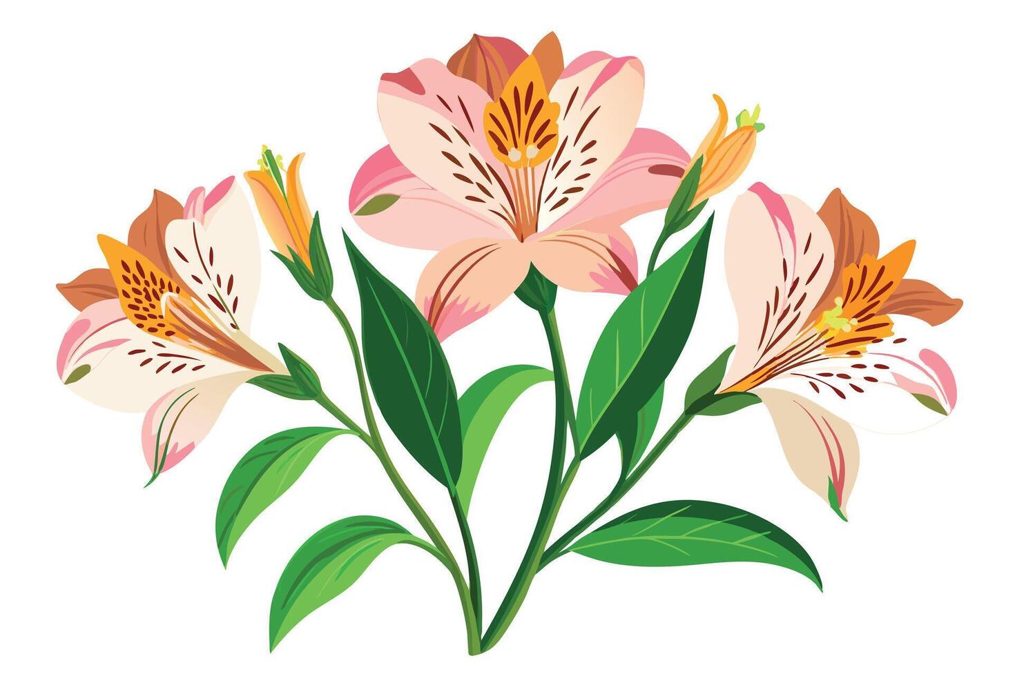 Delicate Alstroemeria Bouquet on White Background vector
