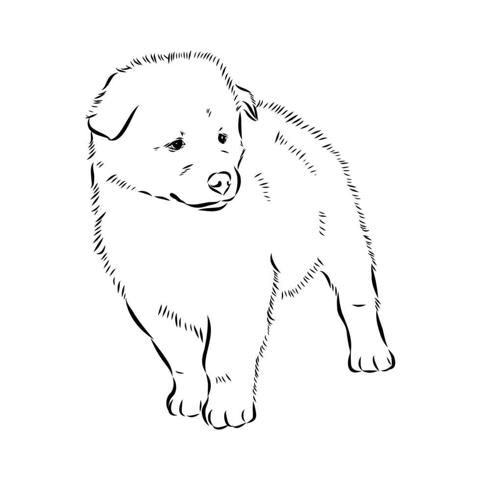 thai bangkaew dog puppy vector