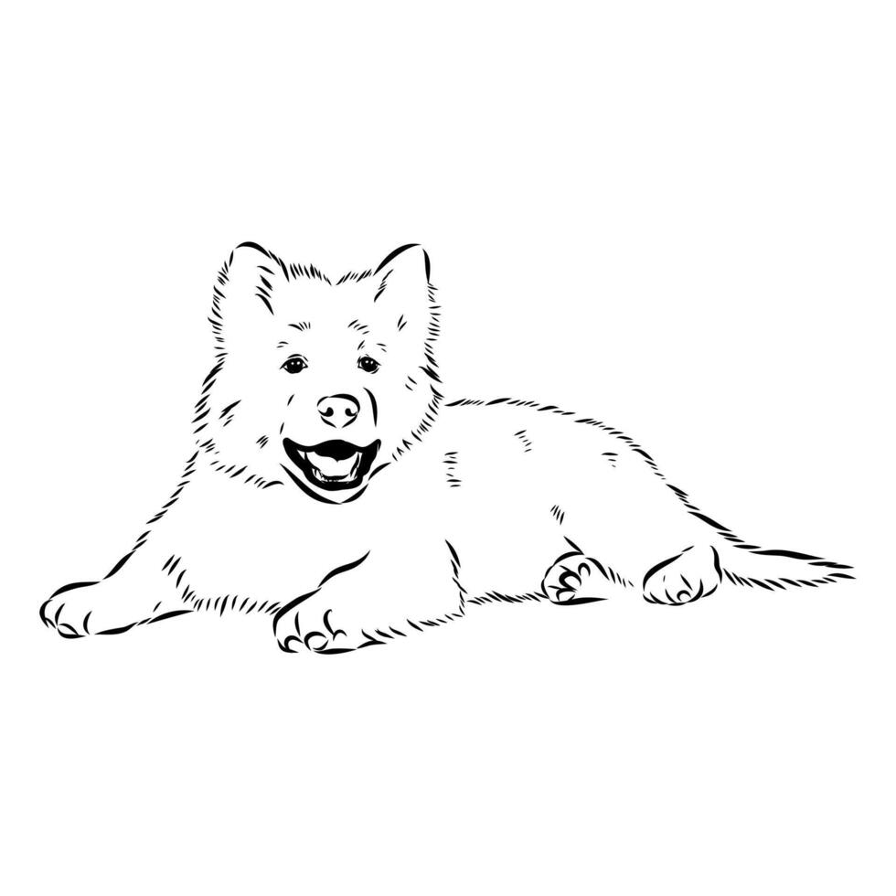 agile thai bangkaew dog vector
