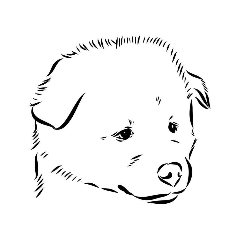 Thai bangkaew dog head handmade sketch vector