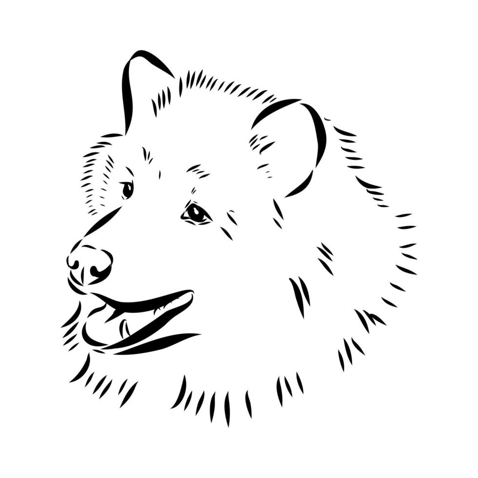 dog head thai bangkaew sketch vector